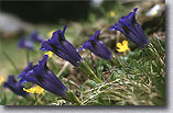 Choisir parmi les cartes de flore alpine
